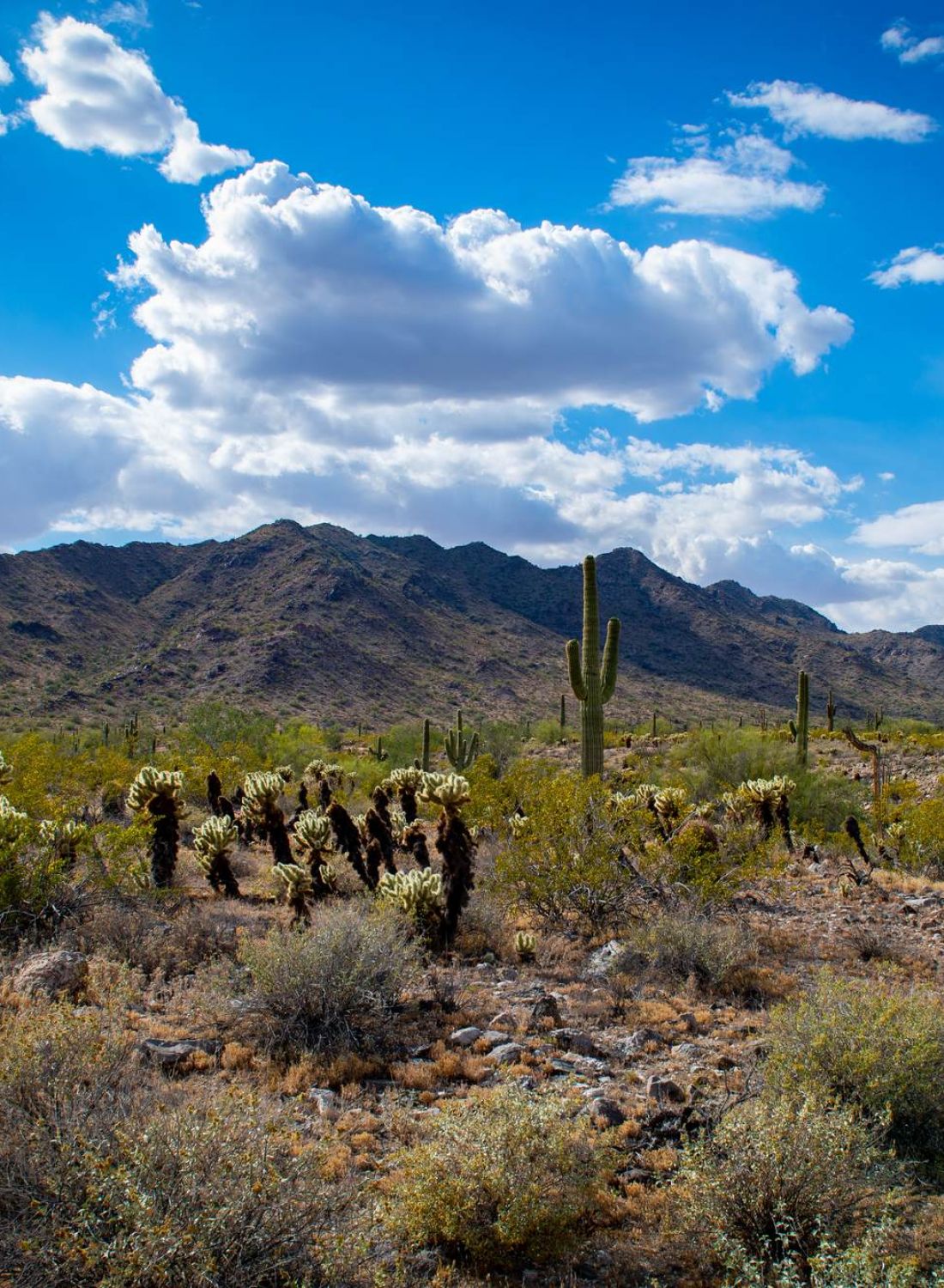 Desert landscape with cacti, shrubs, rocky mountains, and a blue sky filled with scattered clouds.
