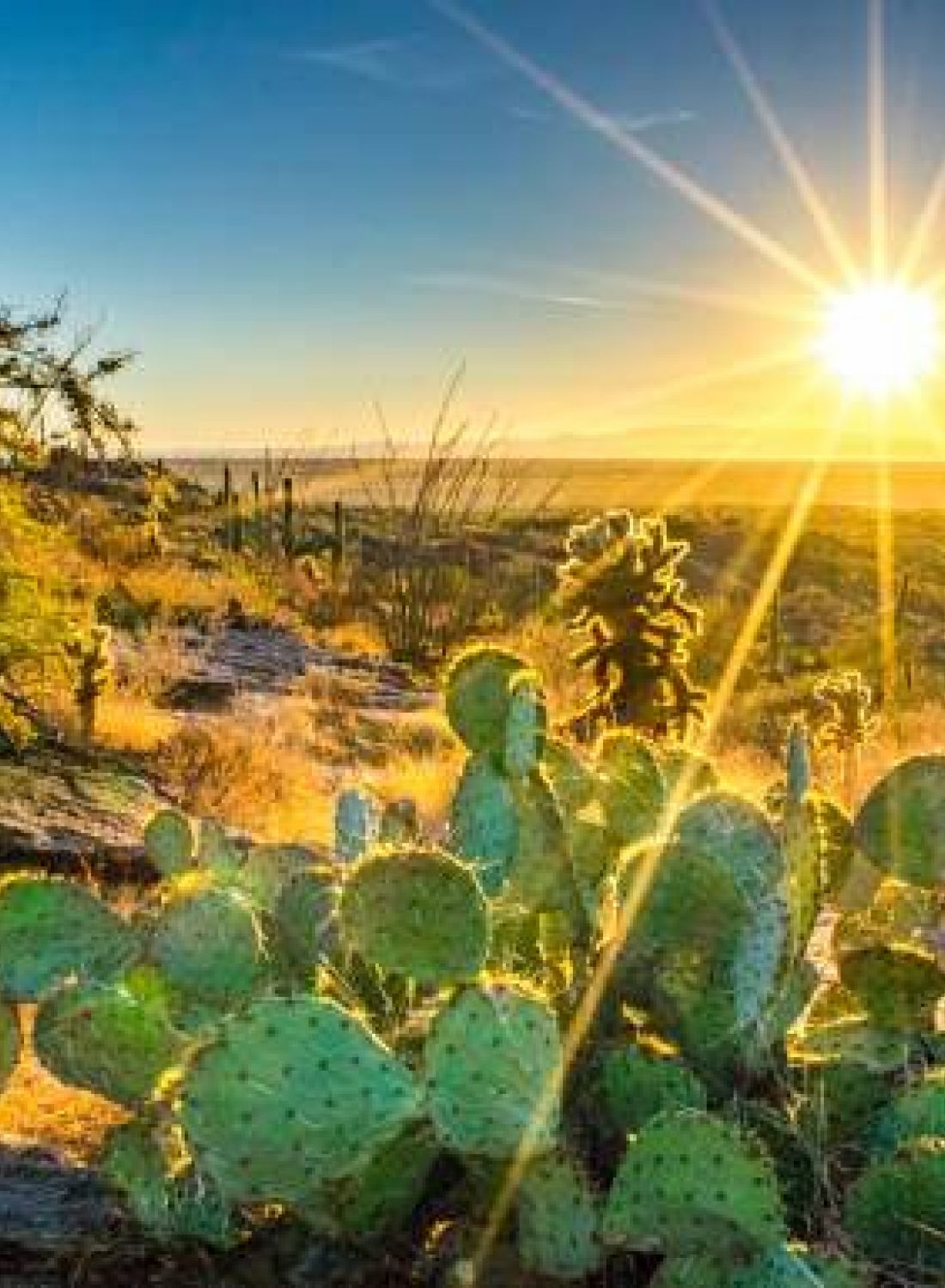 Sunset over a desert landscape with green cacti and dry grass under a clear, bright sky.